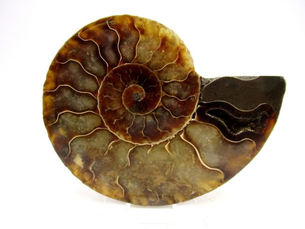Madagascar Ammonite Pair Fossil for Sale Medium ~ 3.77" #170