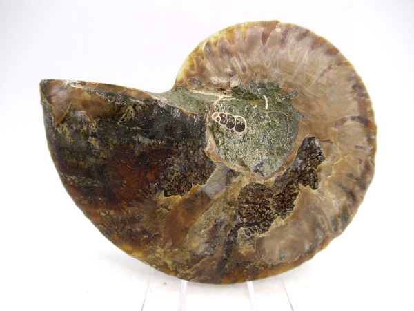 Madagascar Ammonite Pair Fossil for Sale Medium ~ 3.77" #170 - Image 2