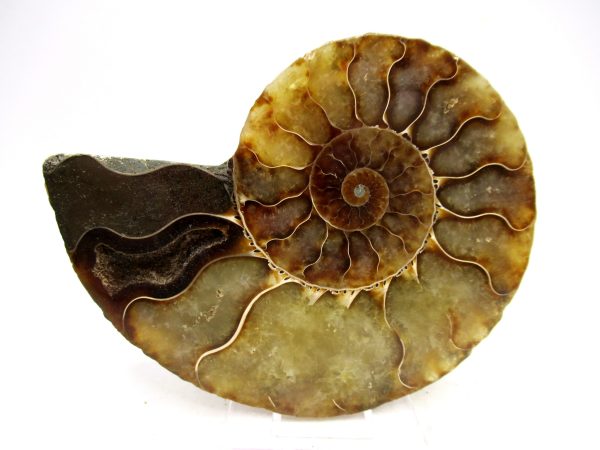 Madagascar Ammonite Pair Fossil for Sale Medium ~ 3.77" #170 - Image 4