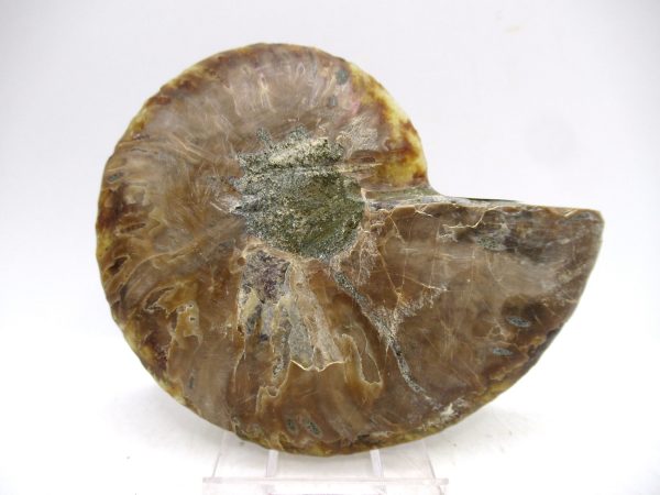 Madagascar Ammonite Pair Fossil for Sale Medium ~ 3.77" #170 - Image 3