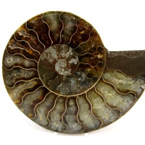 Madagascar Ammonite Pair Fossil for Sale Medium ~ 3.50" #171