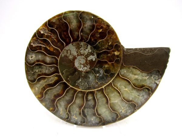 Madagascar Ammonite Pair Fossil for Sale Medium ~ 3.50" #171
