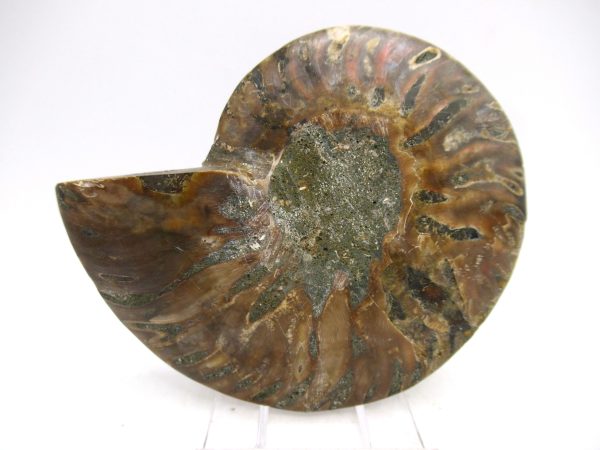 Madagascar Ammonite Pair Fossil for Sale Medium ~ 3.50" #171 - Image 2