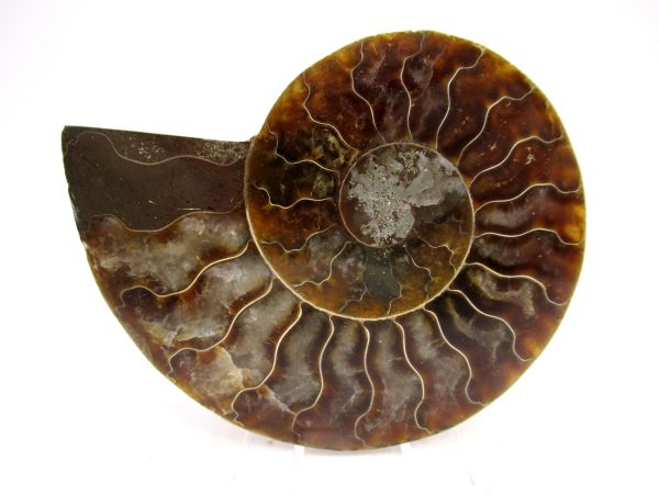 Madagascar Ammonite Pair Fossil for Sale Medium ~ 3.50" #171 - Image 3