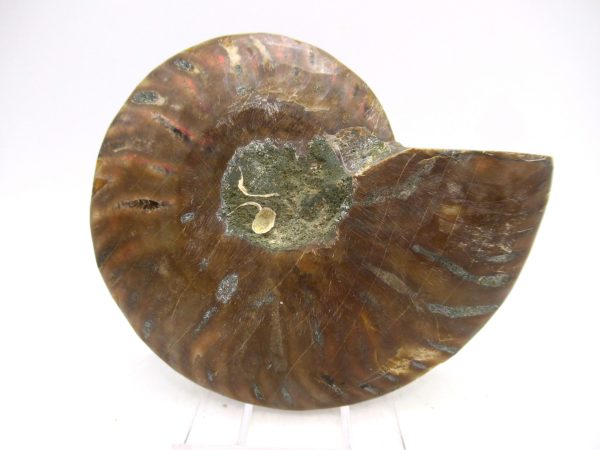 Madagascar Ammonite Pair Fossil for Sale Medium ~ 3.50" #171 - Image 4