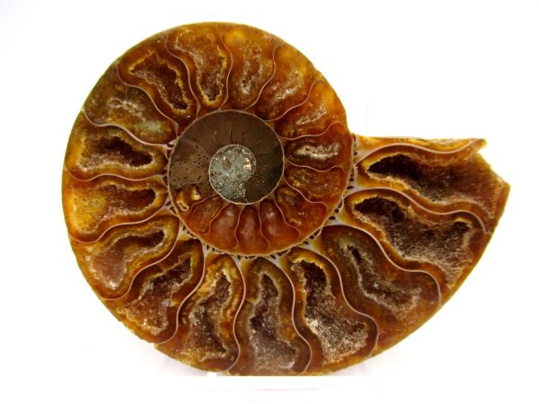 Madagascar Ammonite Pair Fossil for Sale Medium ~ 3.00" #172