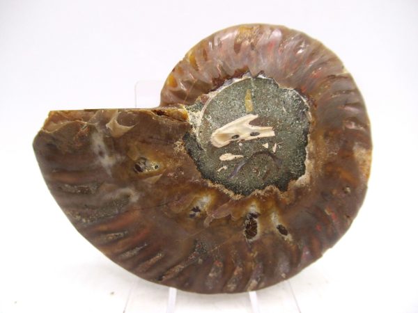 Madagascar Ammonite Pair Fossil for Sale Medium ~ 3.00" #172 - Image 2