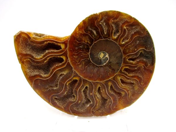 Madagascar Ammonite Pair Fossil for Sale Medium ~ 3.00" #172 - Image 4