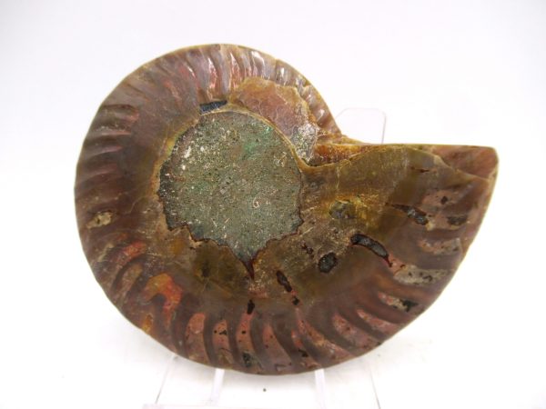 Madagascar Ammonite Pair Fossil for Sale Medium ~ 3.00" #172 - Image 3