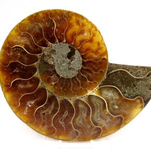 Madagascar Ammonite Pair Fossil for Sale Medium ~ 3.55" #173