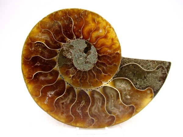Madagascar Ammonite Pair Fossil for Sale Medium ~ 3.55" #173