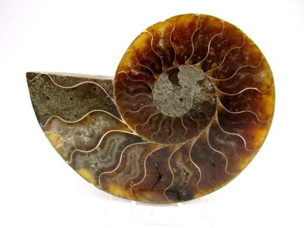 Madagascar Ammonite Pair Fossil for Sale Medium ~ 3.55" #173 - Image 4