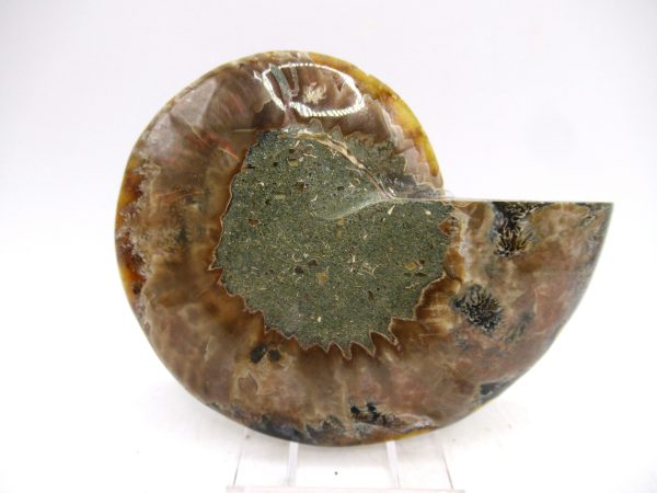 Madagascar Ammonite Pair Fossil for Sale Medium ~ 3.55" #173 - Image 3