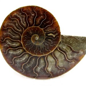 Madagascar Ammonite Pair Fossil for Sale Medium ~ 3.72" #174