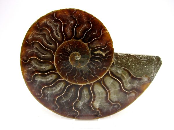 Madagascar Ammonite Pair Fossil for Sale Medium ~ 3.72" #174