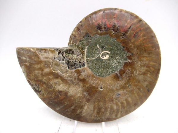 Madagascar Ammonite Pair Fossil for Sale Medium ~ 3.72" #174 - Image 2