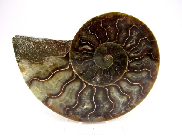 Madagascar Ammonite Pair Fossil for Sale Medium ~ 3.72" #174 - Image 4