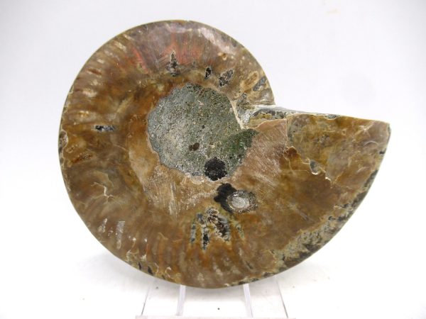 Madagascar Ammonite Pair Fossil for Sale Medium ~ 3.72" #174 - Image 3
