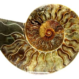General Cretaceous Age Cleoniceras XL Pair Fossils From Madagascar For Sale #17