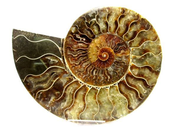 General Cretaceous Age Cleoniceras XL Pair Fossils From Madagascar For Sale #17