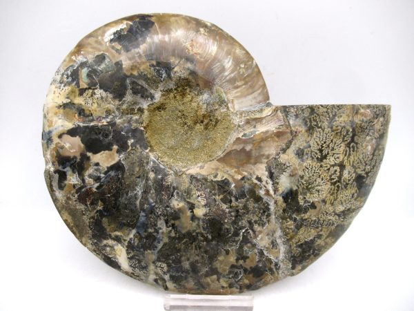 General Cretaceous Age Cleoniceras XL Pair Fossils From Madagascar For Sale #17a
