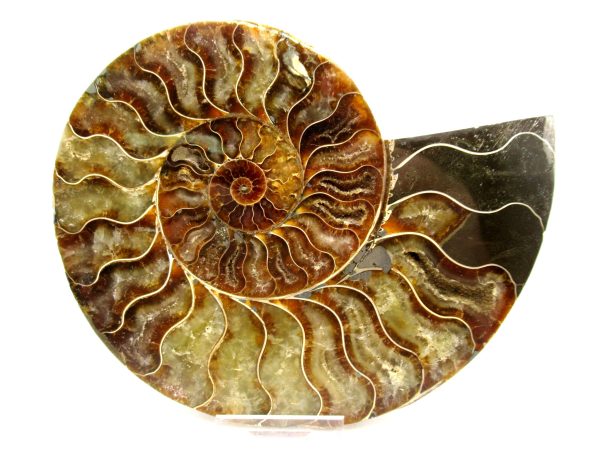 General Cretaceous Age Cleoniceras XL Pair Fossils From Madagascar For Sale #17b