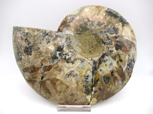 General Cretaceous Age Cleoniceras XL Pair Fossils From Madagascar For Sale #17c