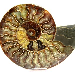 General Cretaceous Age Cleoniceras XL Pair Fossils From Madagascar For Sale #18