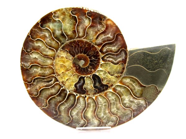 General Cretaceous Age Cleoniceras XL Pair Fossils From Madagascar For Sale #18