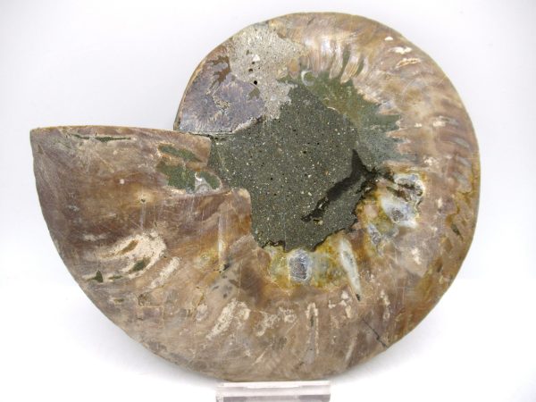 General Cretaceous Age Cleoniceras XL Pair Fossils From Madagascar For Sale #18a