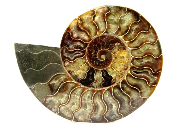 General Cretaceous Age Cleoniceras XL Pair Fossils From Madagascar For Sale #18b