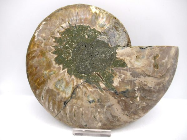 General Cretaceous Age Cleoniceras XL Pair Fossils From Madagascar For Sale #18c