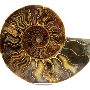 General Cretaceous Age Cleoniceras XL Pair Fossils From Madagascar For Sale #19