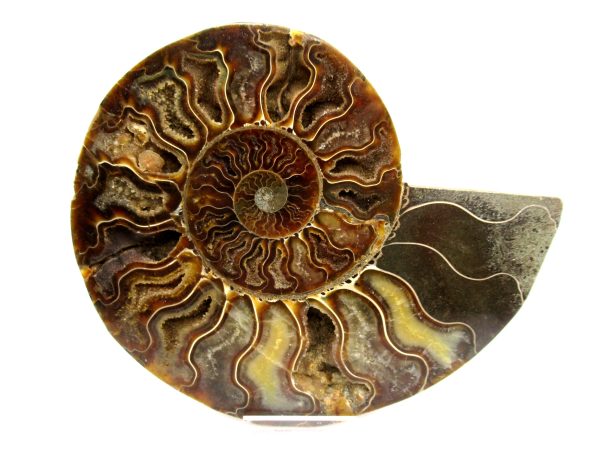 General Cretaceous Age Cleoniceras XL Pair Fossils From Madagascar For Sale #19