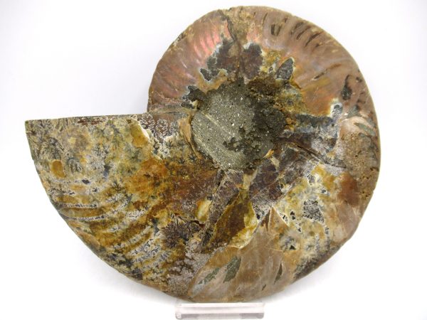 General Cretaceous Age Cleoniceras XL Pair Fossils From Madagascar For Sale #19a
