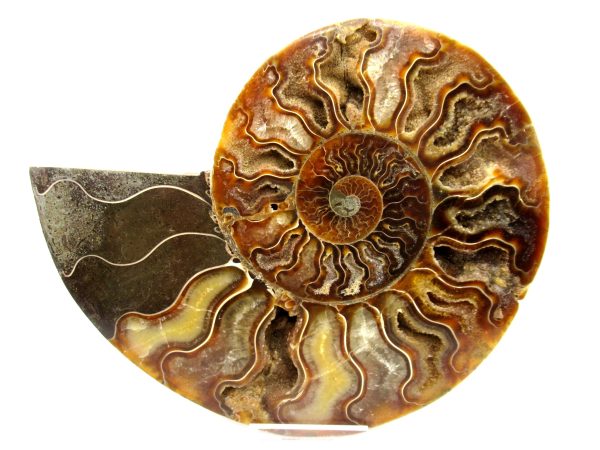General Cretaceous Age Cleoniceras XL Pair Fossils From Madagascar For Sale #19b
