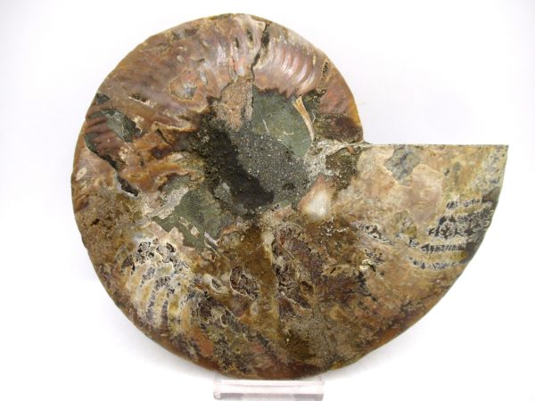 General Cretaceous Age Cleoniceras XL Pair Fossils From Madagascar For Sale #19c