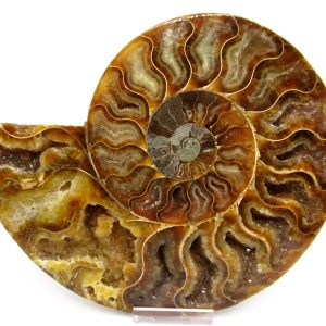 General Cretaceous Age Cleoniceras XL Pair Fossils From Madagascar For Sale #20