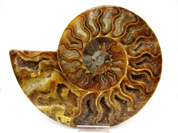 General Cretaceous Age Cleoniceras XL Pair Fossils From Madagascar For Sale #20