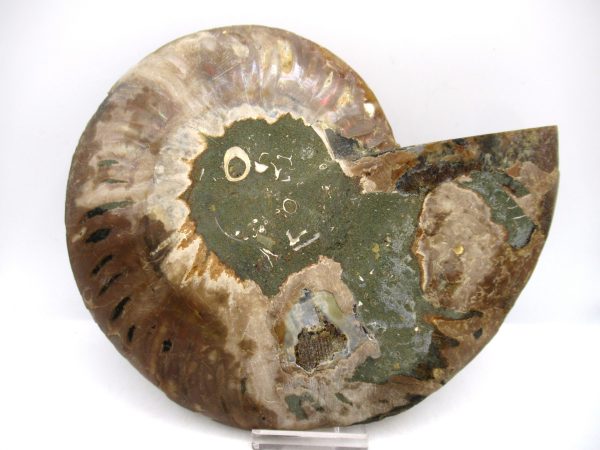 General Cretaceous Age Cleoniceras XL Pair Fossils From Madagascar For Sale #20a