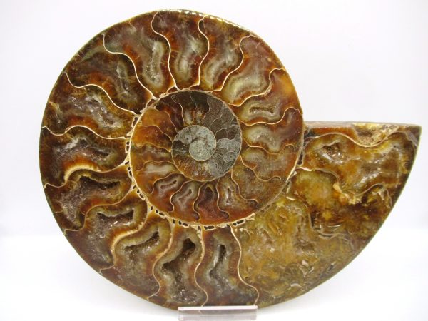 General Cretaceous Age Cleoniceras XL Pair Fossils From Madagascar For Sale #20b