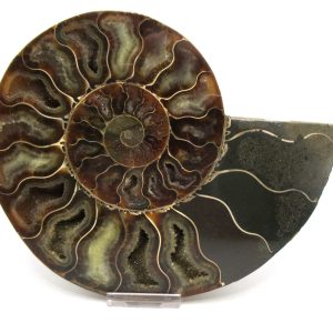 Madagascar Ammonite Pair Fossil for Sale XL+~ 7.07" #21