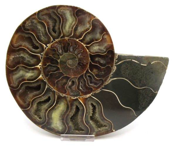 General Cretaceous Age Cleoniceras XL Pair Fossils From Madagascar For Sale #21