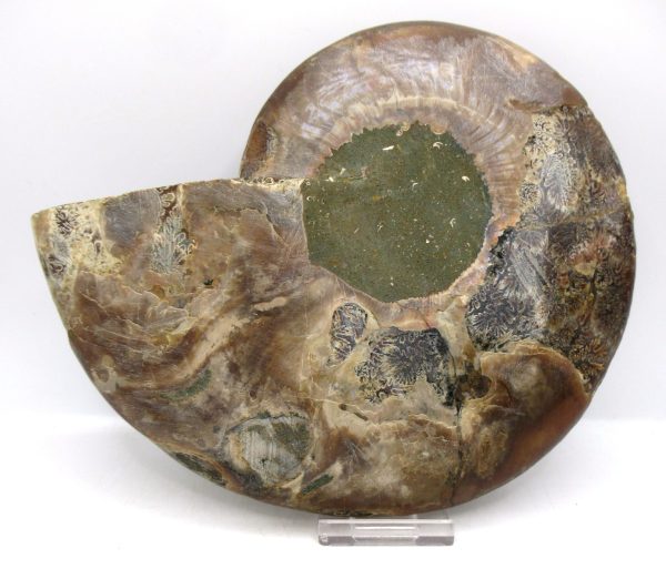 General Cretaceous Age Cleoniceras XL Pair Fossils From Madagascar For Sale #21a