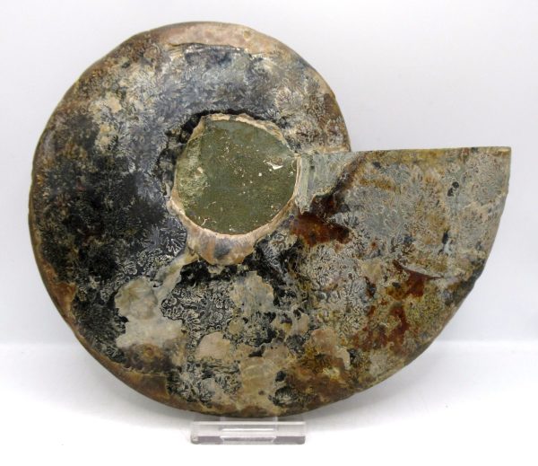 General Cretaceous Age Cleoniceras XL Pair Fossils From Madagascar For Sale #21c
