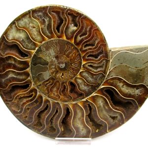 Madagascar Ammonite Pair Fossil for Sale XL+~ 6.65" #22