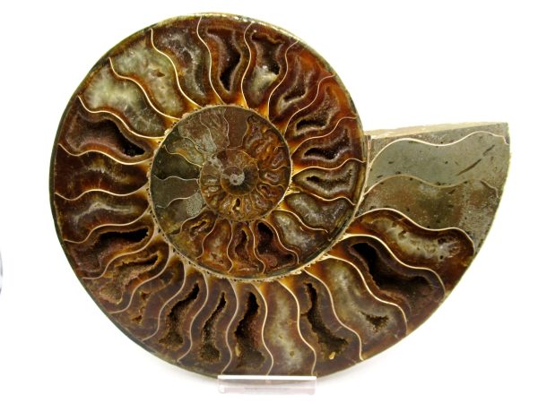 General Cretaceous Age Cleoniceras XL Pair Fossils From Madagascar For Sale #22