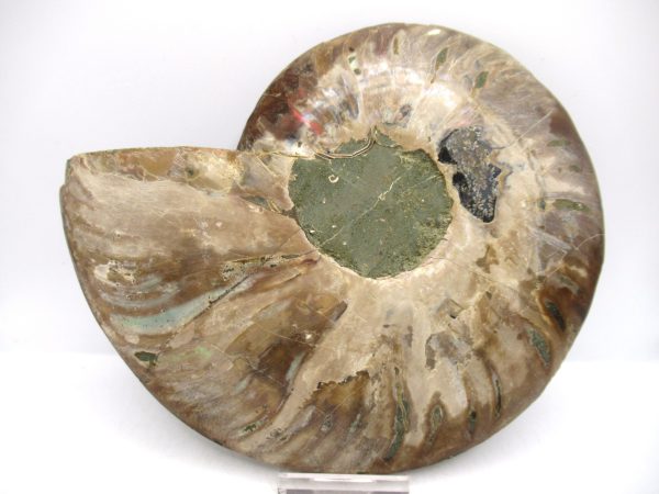 General Cretaceous Age Cleoniceras XL Pair Fossils From Madagascar For Sale #22a