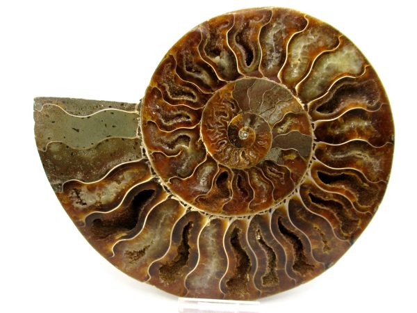 General Cretaceous Age Cleoniceras XL Pair Fossils From Madagascar For Sale #22b