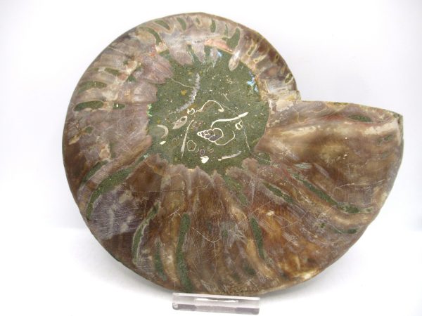 General Cretaceous Age Cleoniceras XL Pair Fossils From Madagascar For Sale #22c